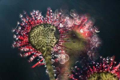 Ferry Böhme - Zauber Sonnentau - Auszeichung in der Kategorie 