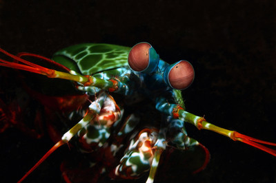 Rolf Pfänder - Fangschreckenkrebs - Auszeichnung in der Kategorie 