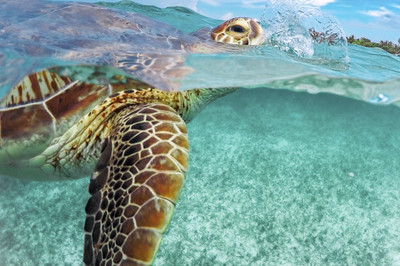 Jan Kirchhoff - Schildkröte beim Luftholen - Auszeichnung in der Kategorie 