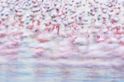 Martin Möckel - Flamingotanz - Auszeichnung in der Kategorie 
