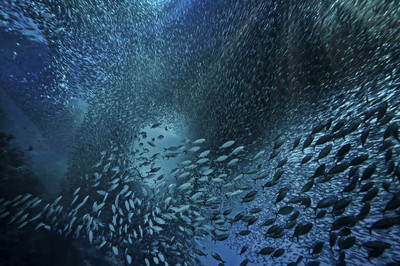 Peter Bublitz - Schwarmfisch - Auszeichnung in der Kategorie 