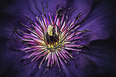 Christa Nießen - Clematis 1. Platz Kategorie „Blumen und Pflanzen„