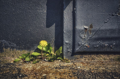 Daniel Hillebrand - Mauerblümchen Auszeichnung Kategorie „Artenvielfalt in der Stadt“