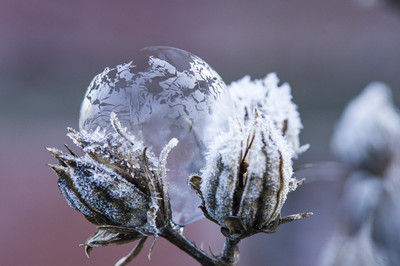 Daniela Beckmann - Verblühter Hibiskus Auszeichnung Kategorie „Blumen und Pflanzen„