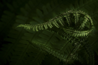 Ludwig Limbrunner - Farn Auszeichnung  Kategorie „Blumen und Pflanzen„