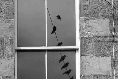 Ferry Böhme - Zimmer mit Aussicht und ohne Frühstück! Auszeichnung  Kategorie „Artenvielfalt in der Stadt“