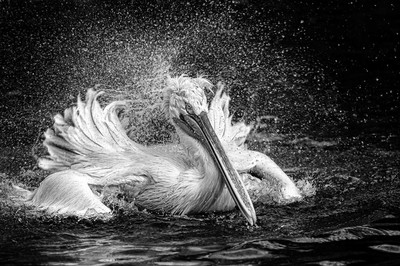 Barbara Seiberl-Stark - Splash / Auszeichnung - Kategorie „Schwarzweißfotografie„