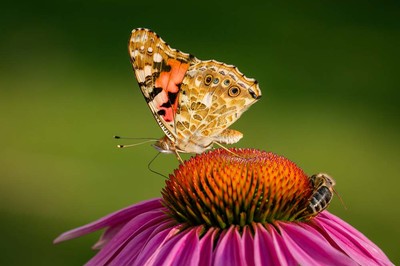 Michelle Gutjahr - Es ist genug für alle da / Auszeichnung - Kategorie „Farbenvielfalt in der Natur„