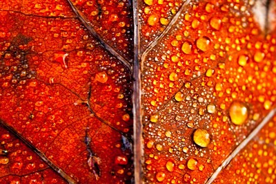 Katharina Tiberia - Herbstleuchten / Auszeichnung - Kategorie „Farbenvielfalt in der Natur„