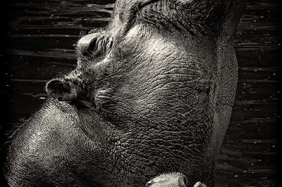 Carsten Schröder - Happy Hippos / Auszeichnung - Kategorie „Schwarzweißfotografie„